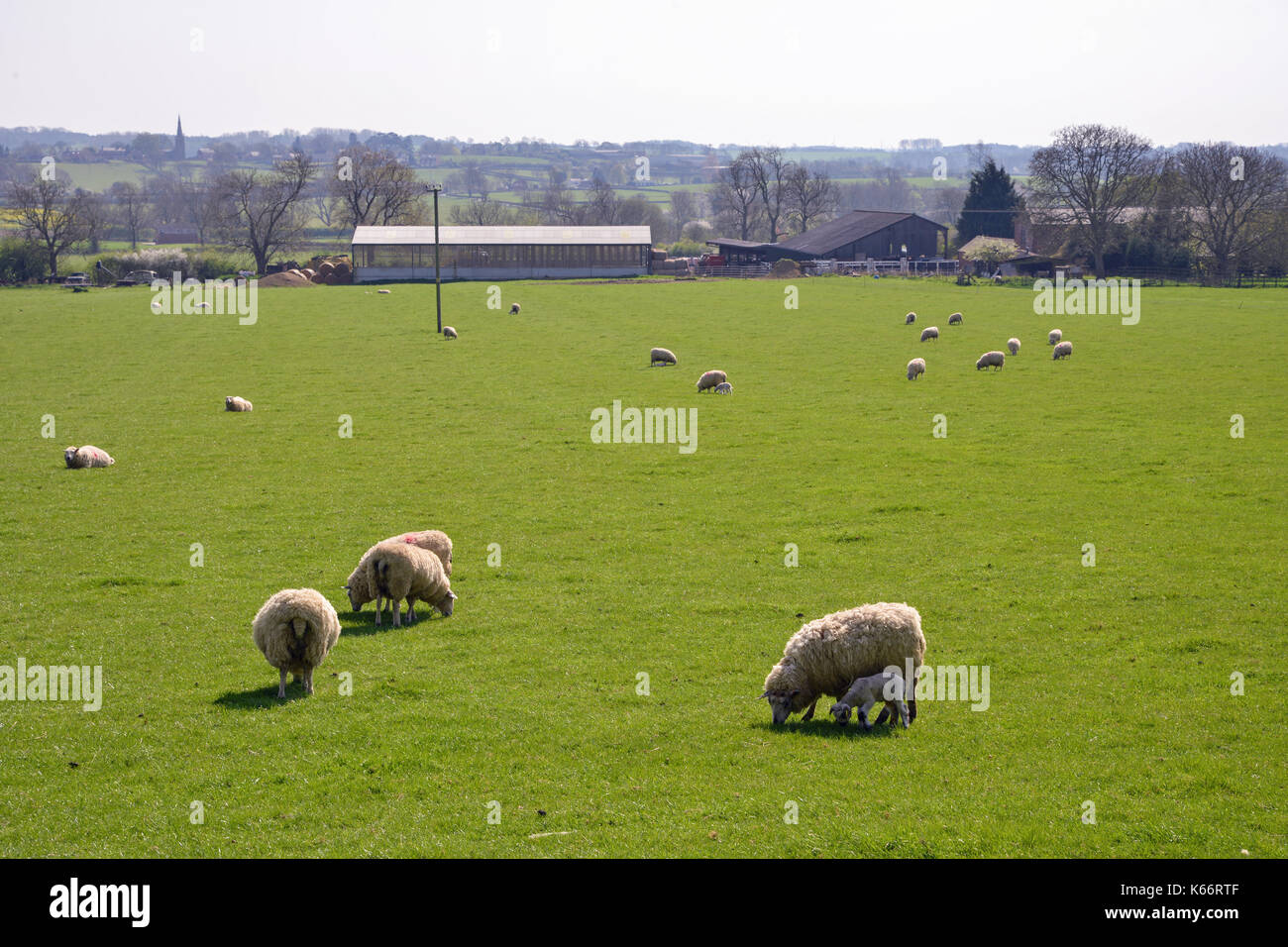 Agnelli Ovini nel campo Northamptonshire Regno Unito Foto Stock