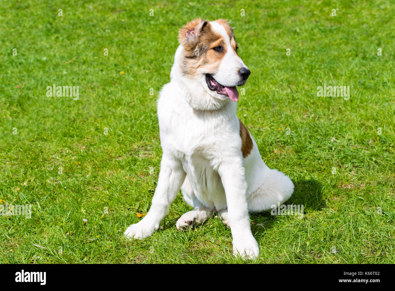 In Asia Centrale Il Cane Pastore Cucciolo Posti Lasia Centrale Del