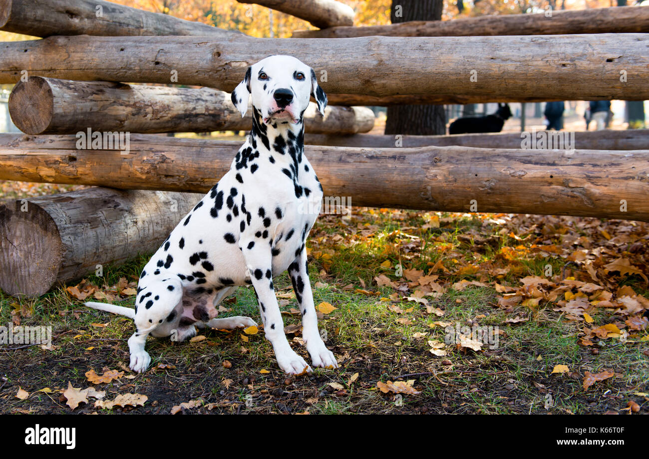 Sedi di dalmata vicino a registri. La Dalmazia è nella casa di campagna. Foto Stock
