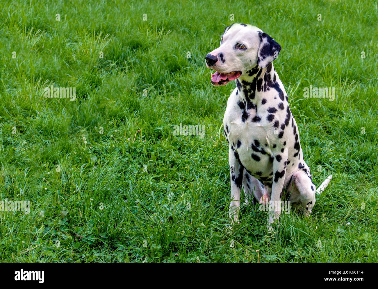 Sedili dalmati. La Dalmazia è sull'erba verde. Foto Stock