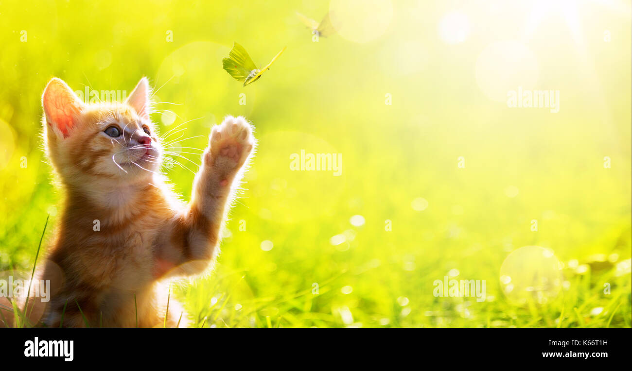 Felice gattino; cute cat gioca con una farfalla Foto Stock