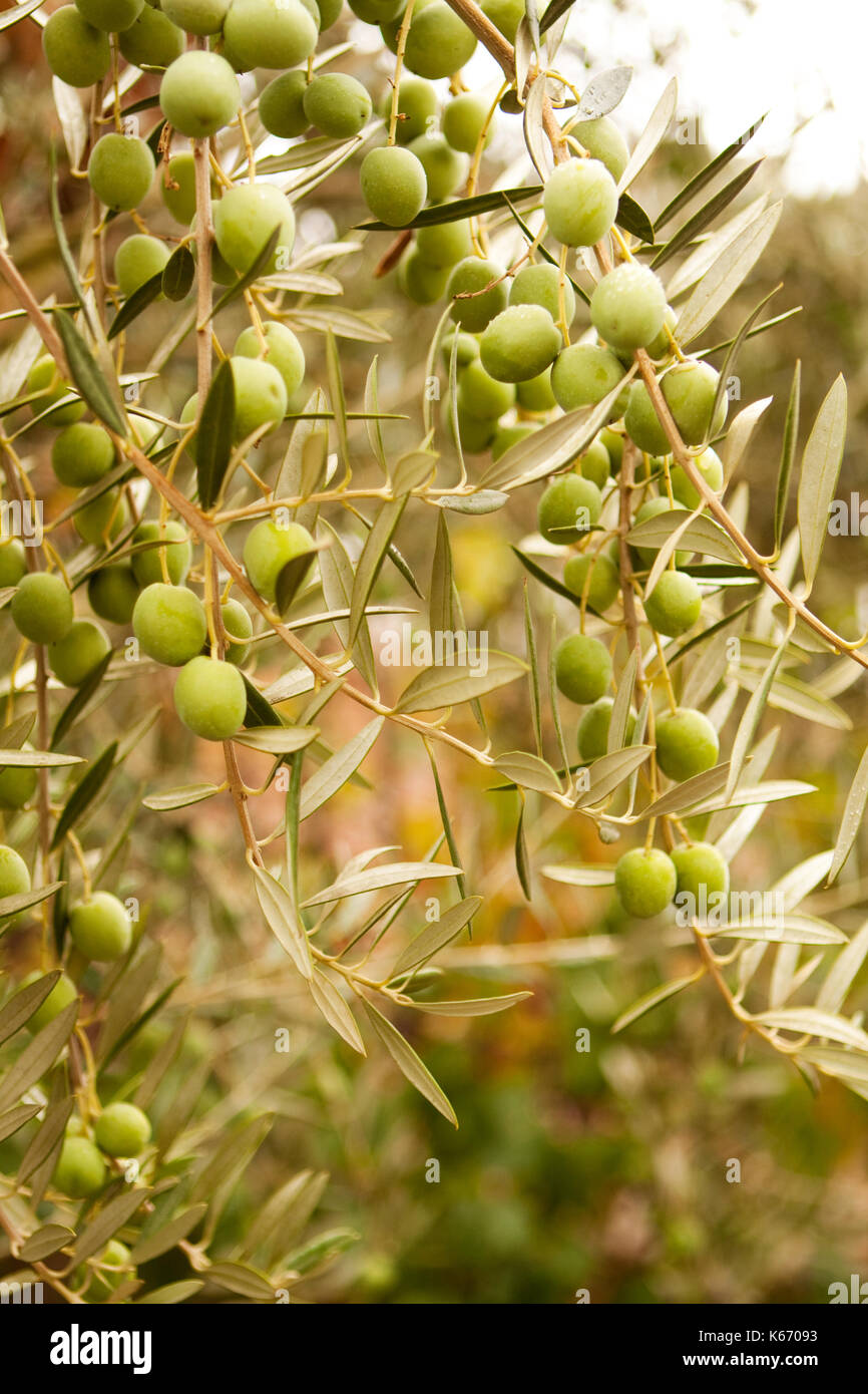 Green Olive Branch. Foto Stock