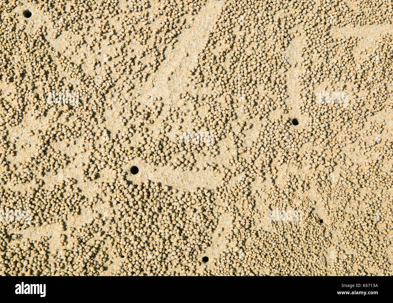 Il pellet e burrow ingressi creato dal gorgogliatore granchi su di una spiaggia di sabbia. Foto Stock