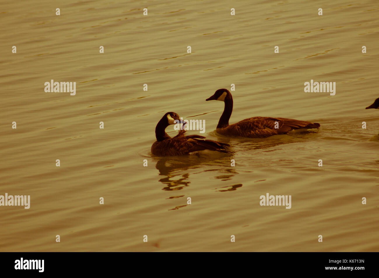 Stormo di uccelli insieme Foto Stock