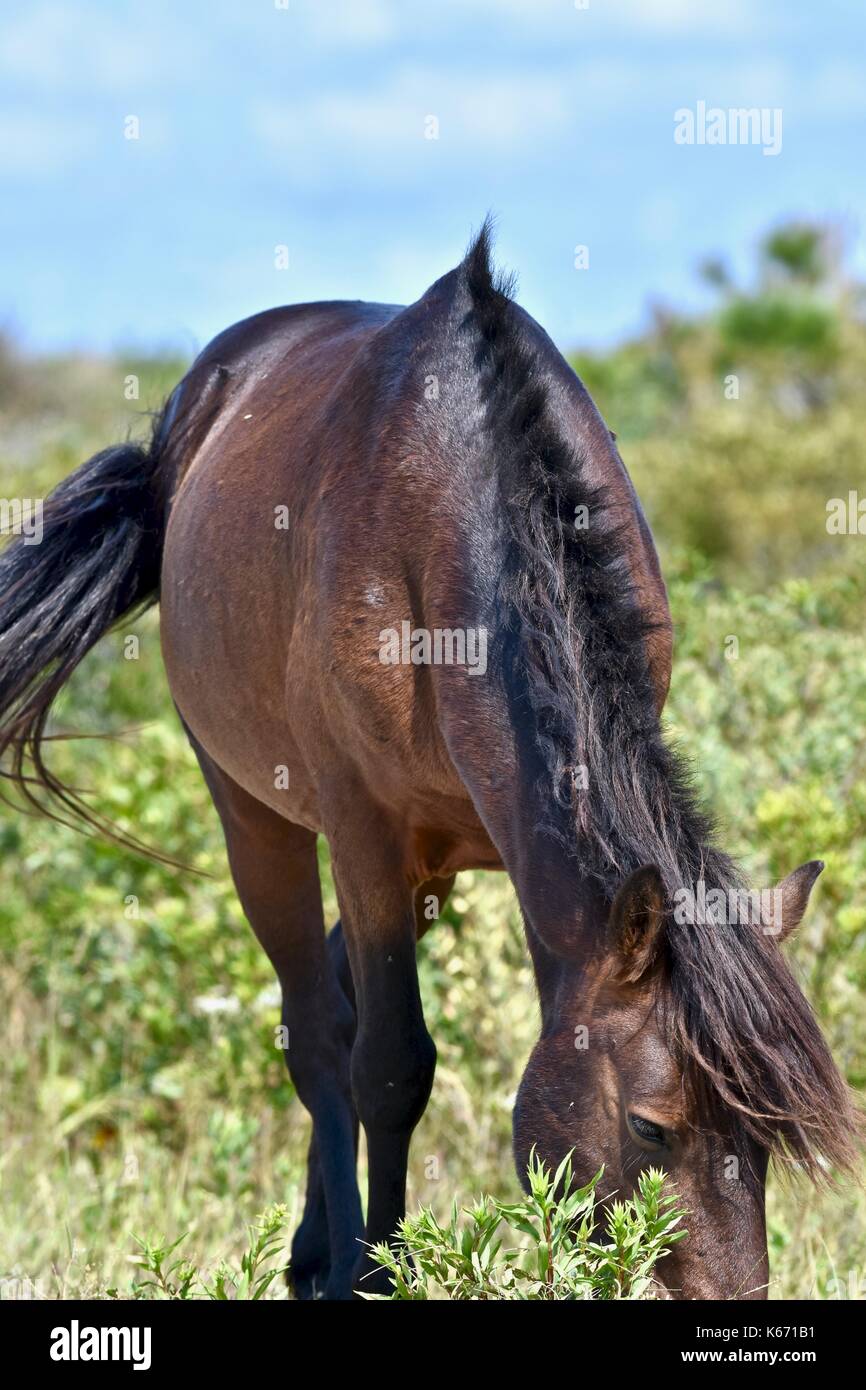 Wild Horse (Equus caballus) di Assateague Island National Seashore Foto Stock