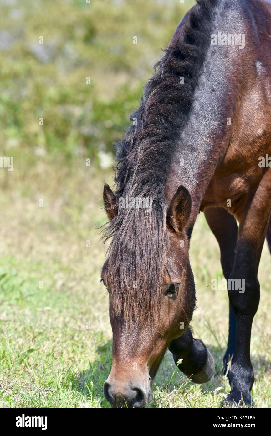Wild Horse (Equus caballus) di Assateague Island National Seashore Foto Stock