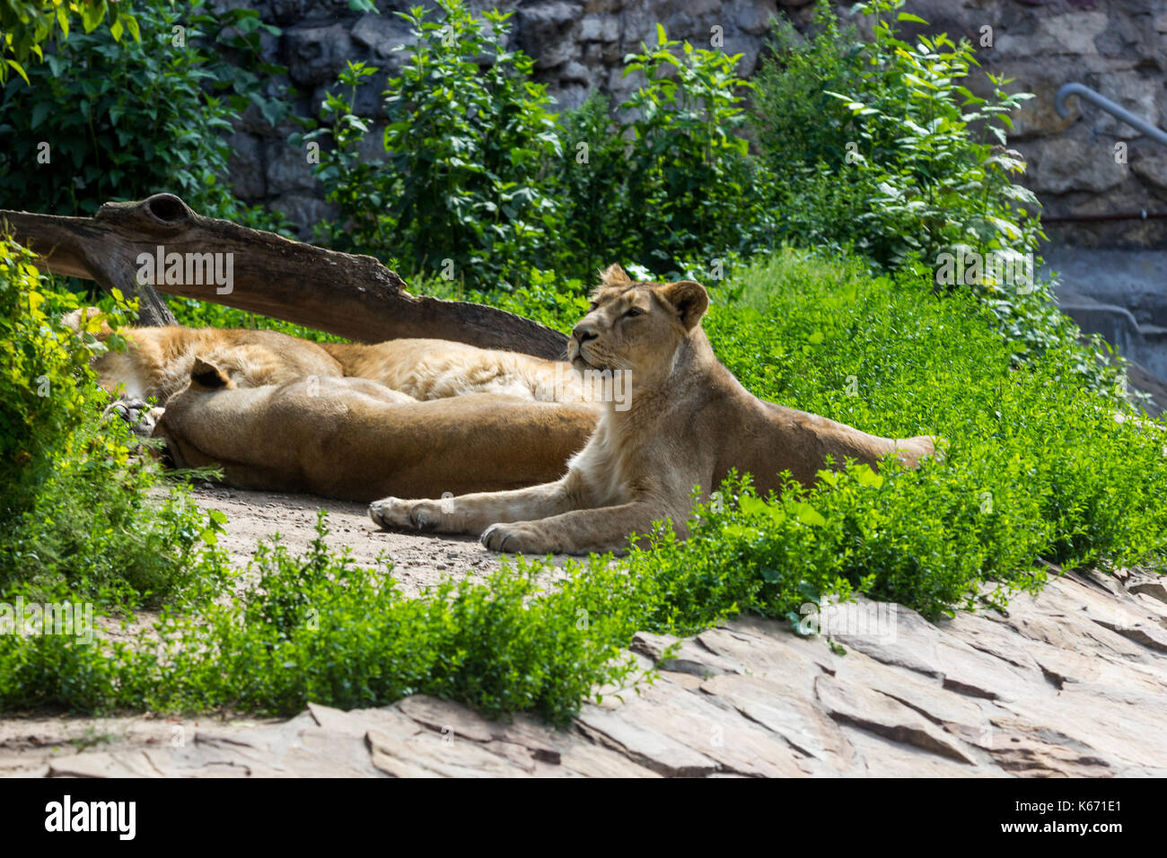 Orgoglio si appoggia prima della caccia, giovane maschio di leone asiatico e femmina Foto Stock