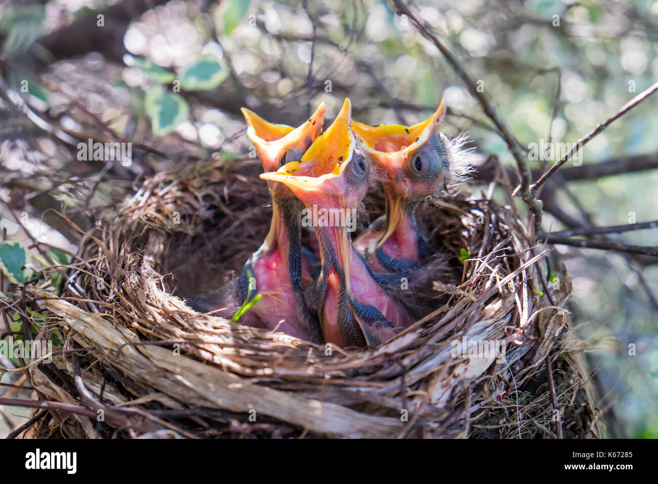 Tre giovani uccelli Baby in un nido con becchi bocca spalancata in attesa di essere alimentato Foto Stock