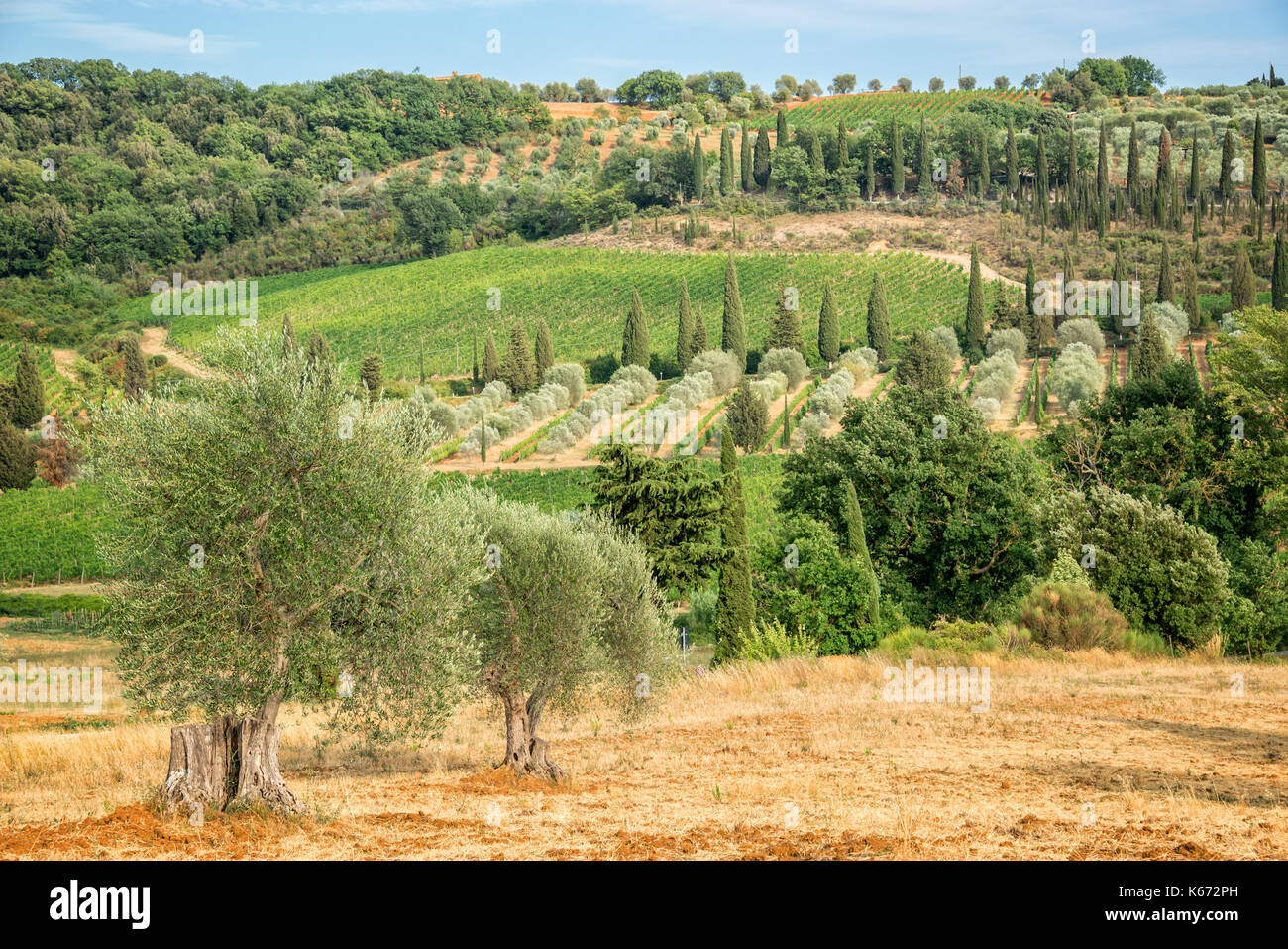 Paesaggio di vigneti e alberi di cipresso vicino a Montalcino, Toscana, Italia Foto Stock