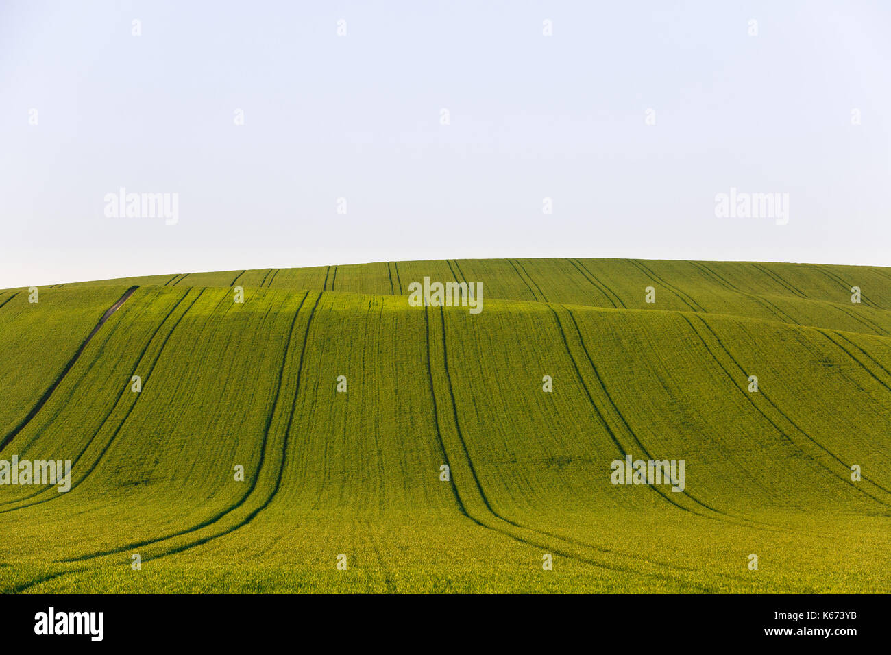 Terreni agricoli con colture fresche. la produzione su larga scala, agro-alimentare, la produzione alimentare e il concetto di sfondo a trama con copia spazio. Foto Stock