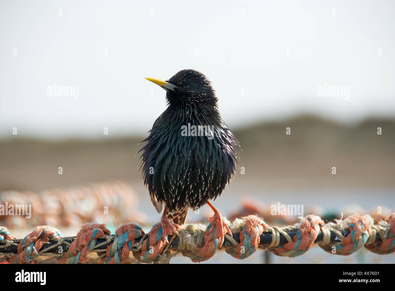 Un comune starling bird a mudeford quay nel Dorset, Inghilterra Foto Stock