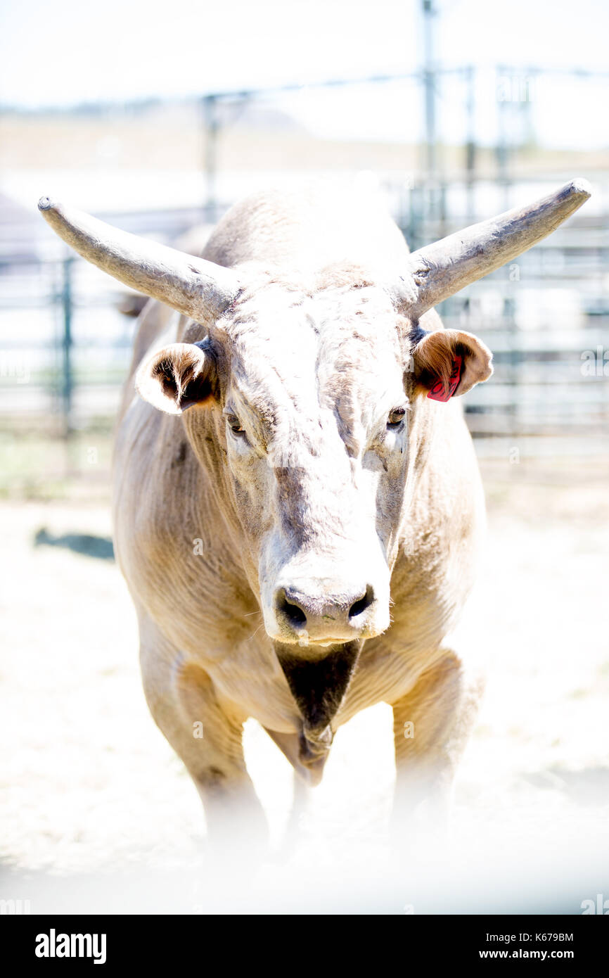 Ritratto di un toro in un paddock, USA Foto Stock