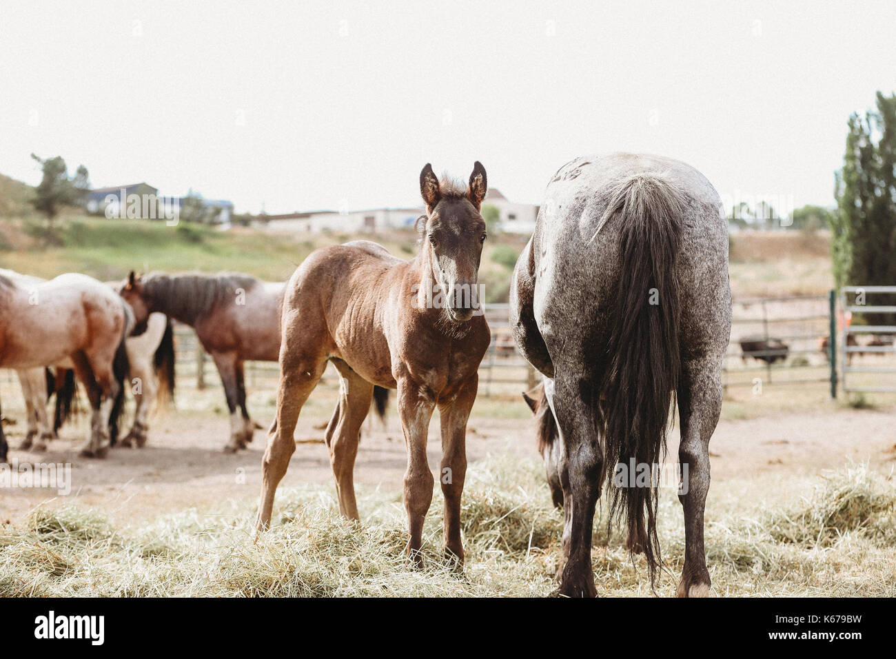 I cavalli in un paddock di rodeo Foto Stock
