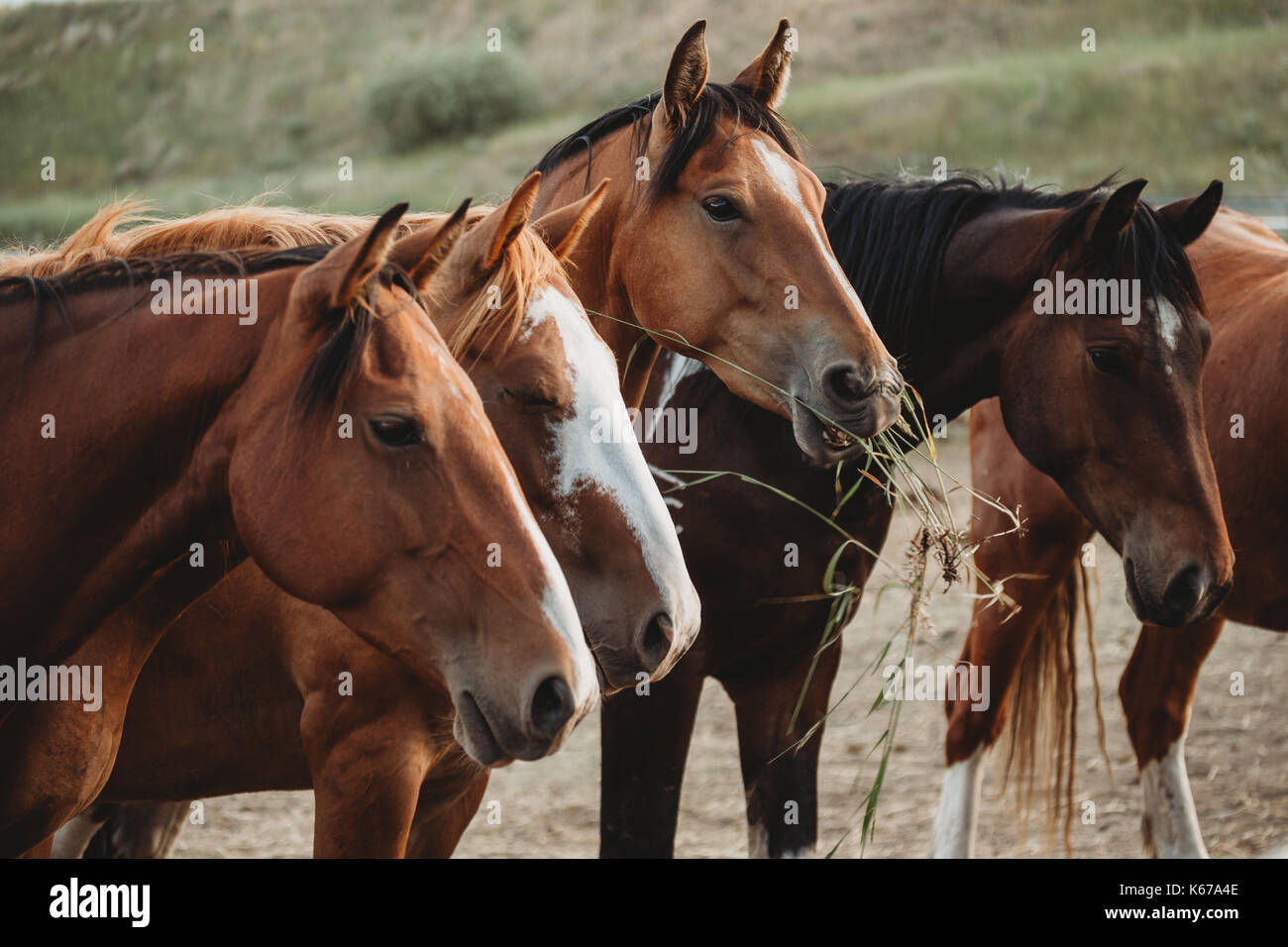 Fila di cinque cavalli che mangiano erba, Stati Uniti Foto Stock