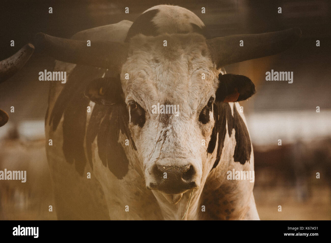 Ritratto di un toro in un rodeo Foto Stock