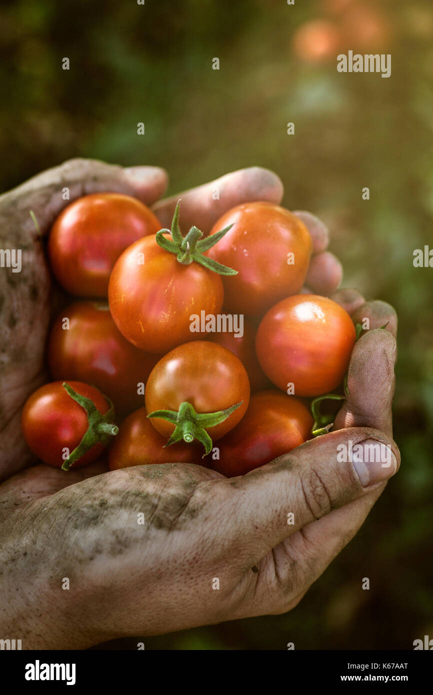 Il pomodoro raccolto. Gli agricoltori le mani con appena raccolto di pomodori. Foto Stock