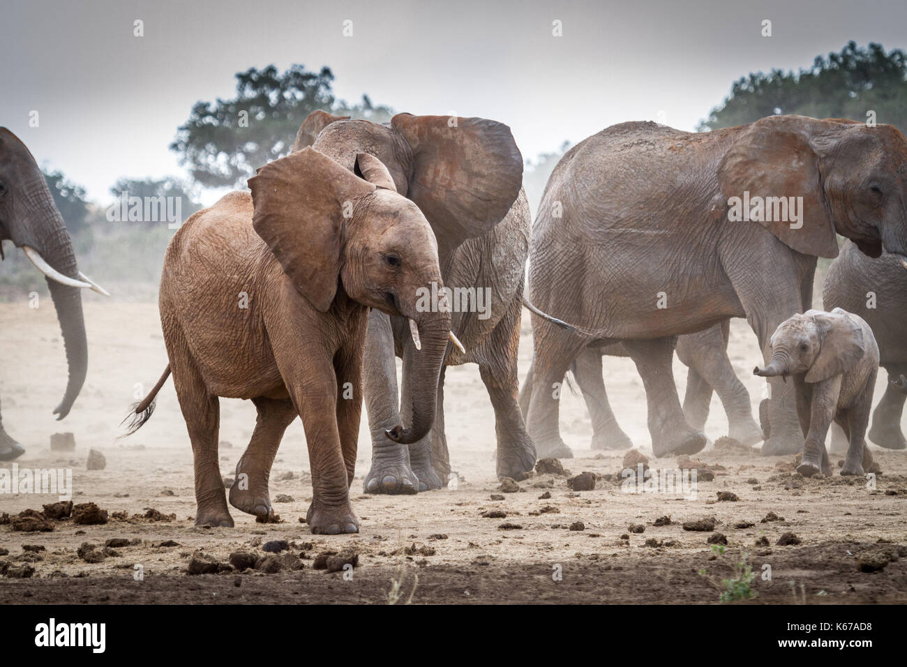 Branco di elefanti, parco nazionale orientale di Tsavo, Kenya Foto Stock