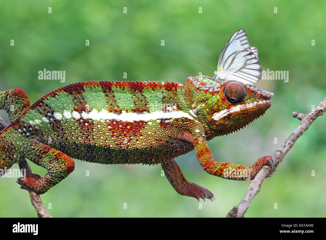 Butterfly su un camaleonte la testa, Indonesia Foto Stock