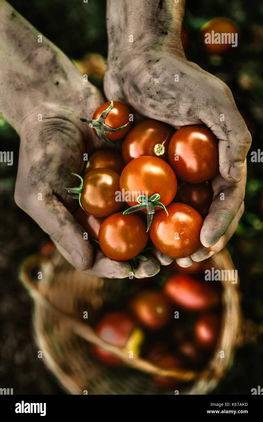 Il pomodoro raccolto. Gli agricoltori le mani con appena raccolto di pomodori. Foto Stock