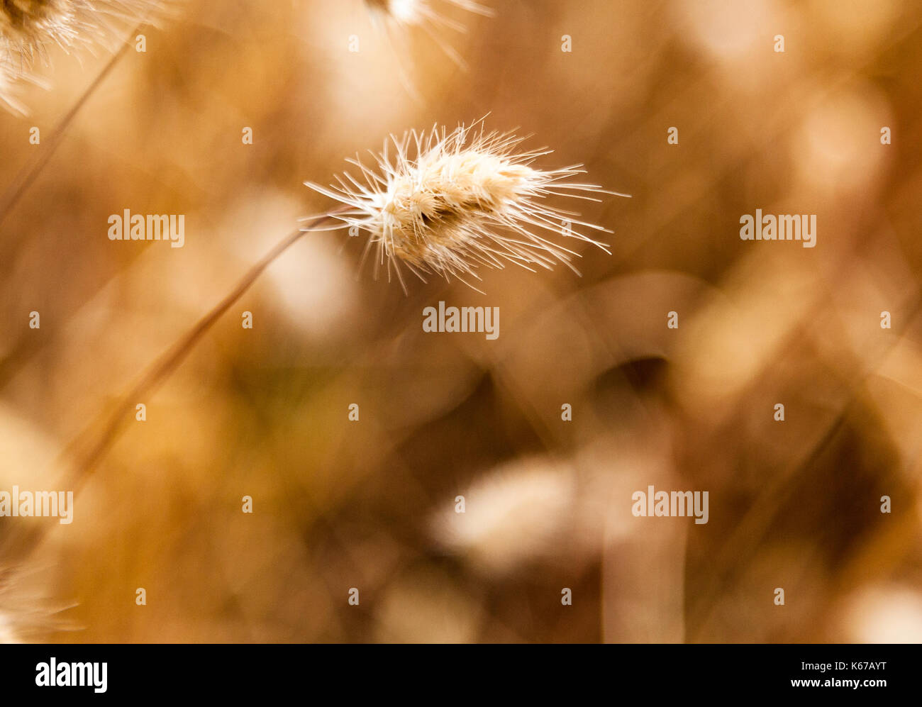 Close-up di riccio dogtail erba, British Columbia, Canada Foto Stock