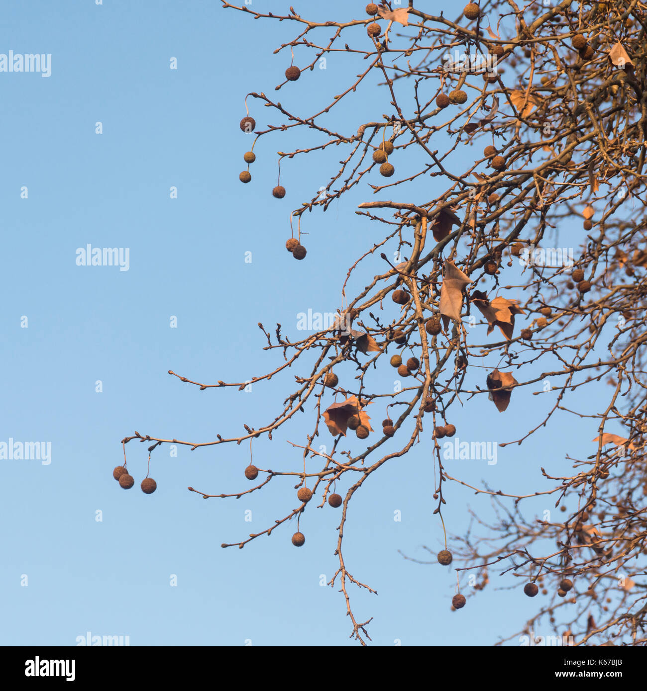 Foglie di autunno e baccelli di semi della Londra albero piano contro il cielo blu. Platanus acerifolia o Platanus hispanica Foto Stock
