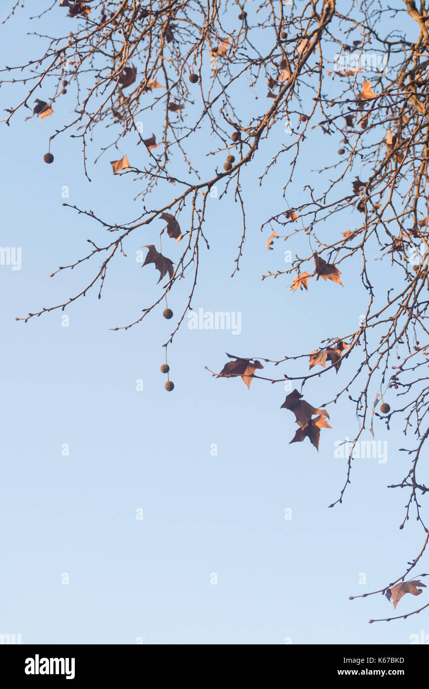 Foglie di autunno e baccelli di semi della Londra albero piano contro il cielo blu. Platanus acerifolia o Platanus hispanica Foto Stock