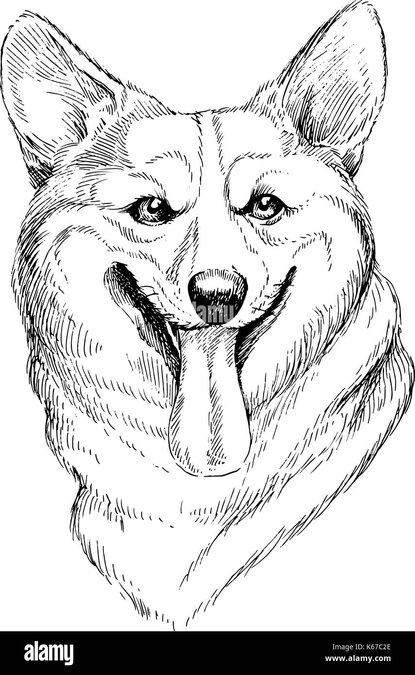 Vector disegnati a mano schizzo ritratto di welsh corgi pembroke . disegnati a mano animali domestici cane illustrazione isolati su sfondo bianco Illustrazione Vettoriale
