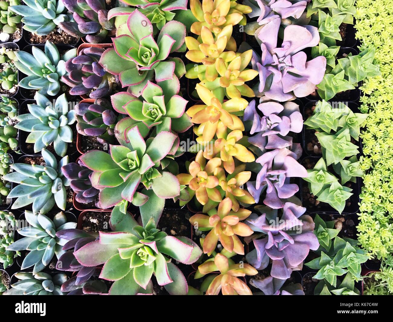 Vista dall'alto di piante di succulenti multicolore Foto Stock