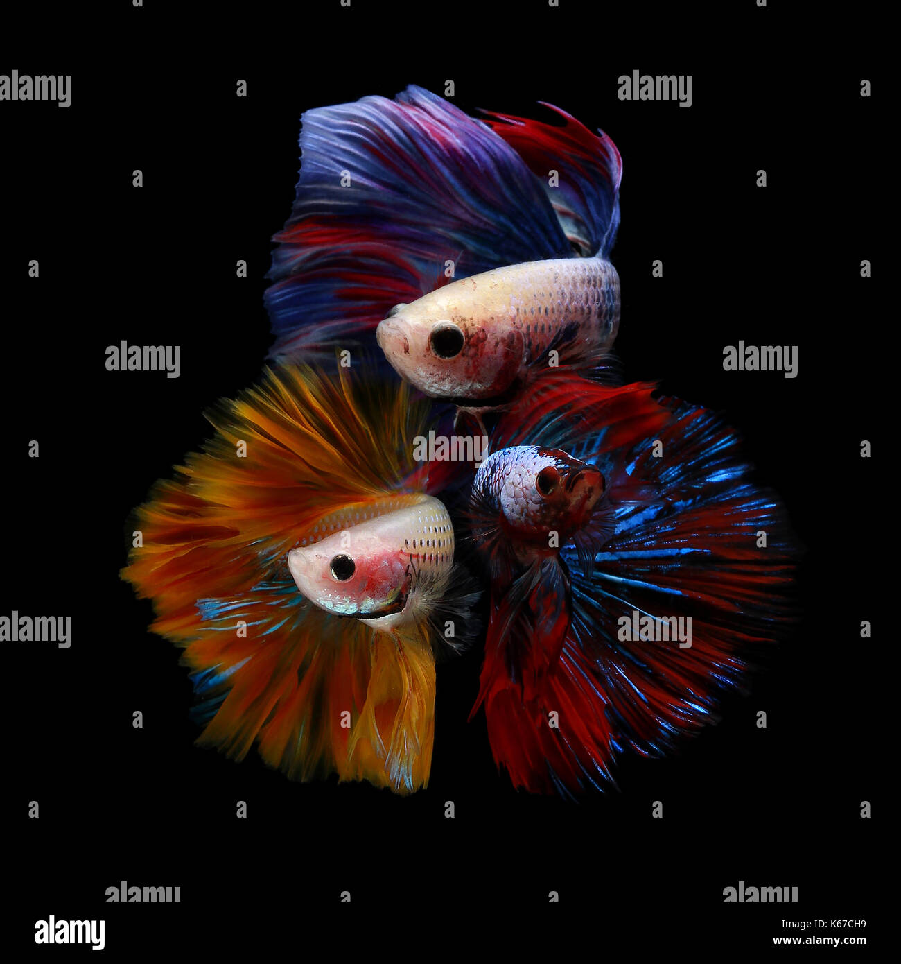 Tre betta pesce Foto Stock