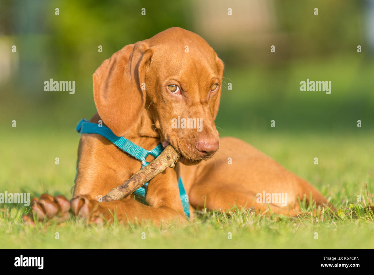 Ritratto di un Vizsla maschio cucciolo di cane per giocare con un bastone di legno Foto Stock