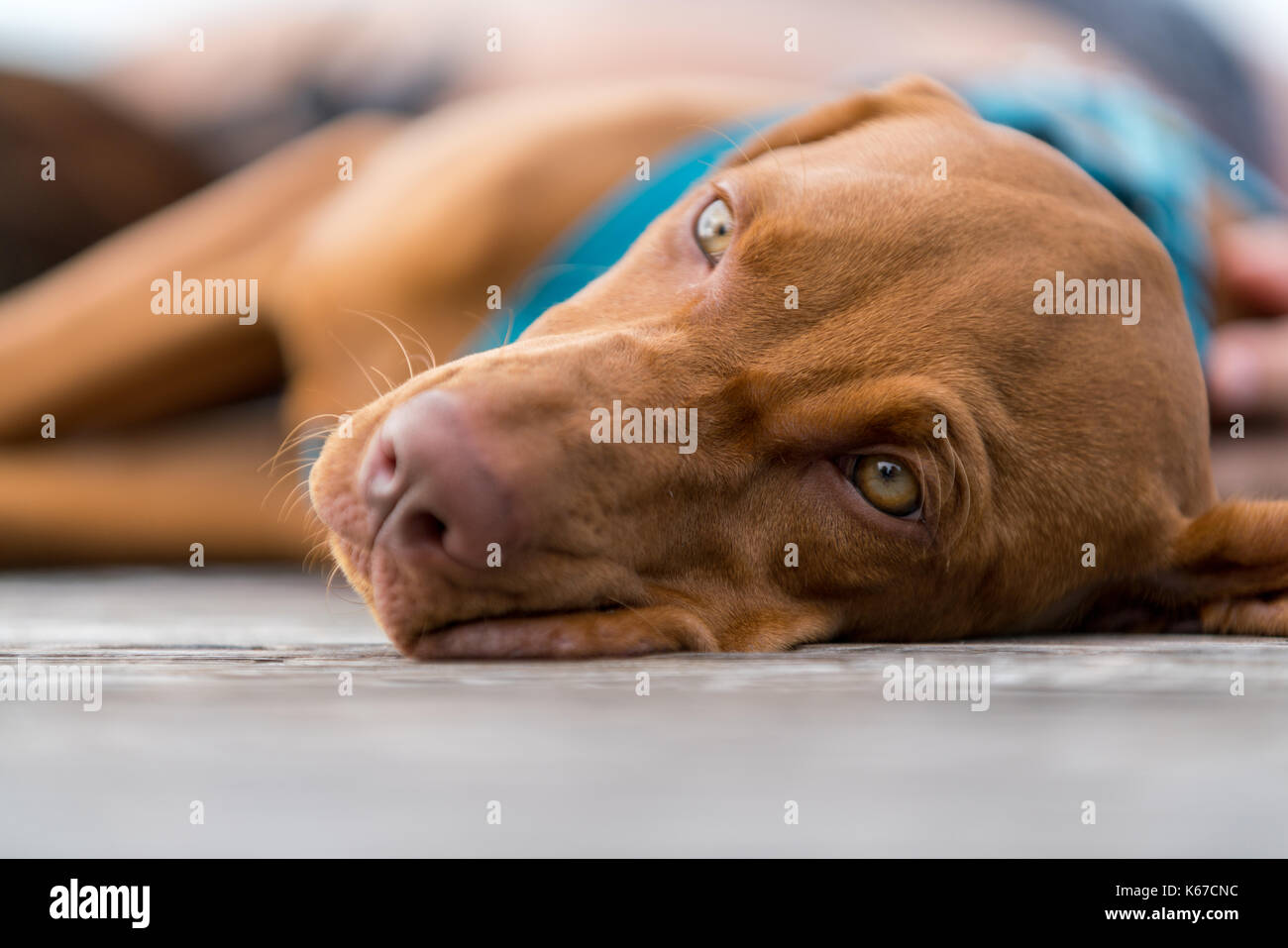Vizsla maschio cucciolo di cane sdraiato sul pavimento Foto Stock