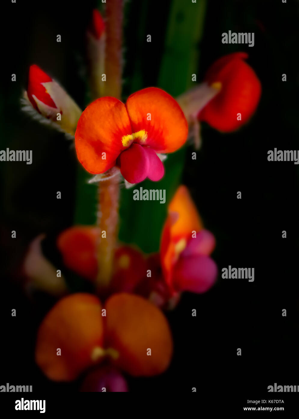 Fiore di pisello, Australia occidentale, Australia Foto Stock