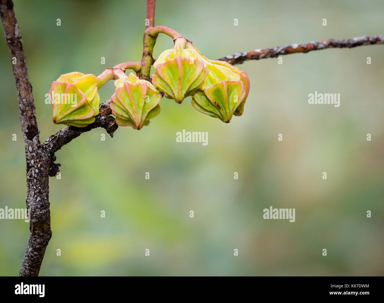 Le gemme di un albero di eucalipto fiore, Australia occidentale, Australia Foto Stock