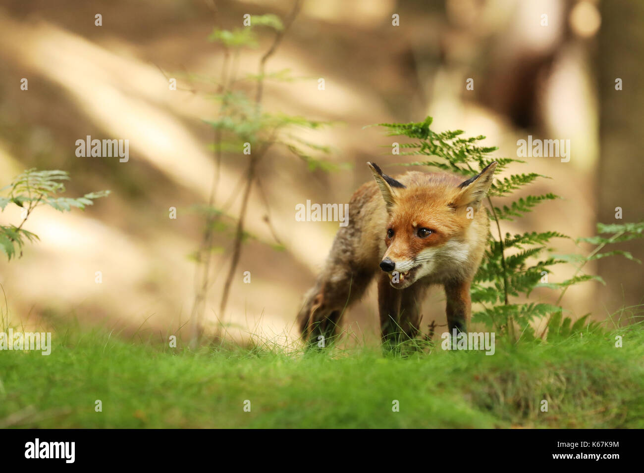 Adulto red fox maschio nella foresta in giornata soleggiata - vulpes vulpes Foto Stock