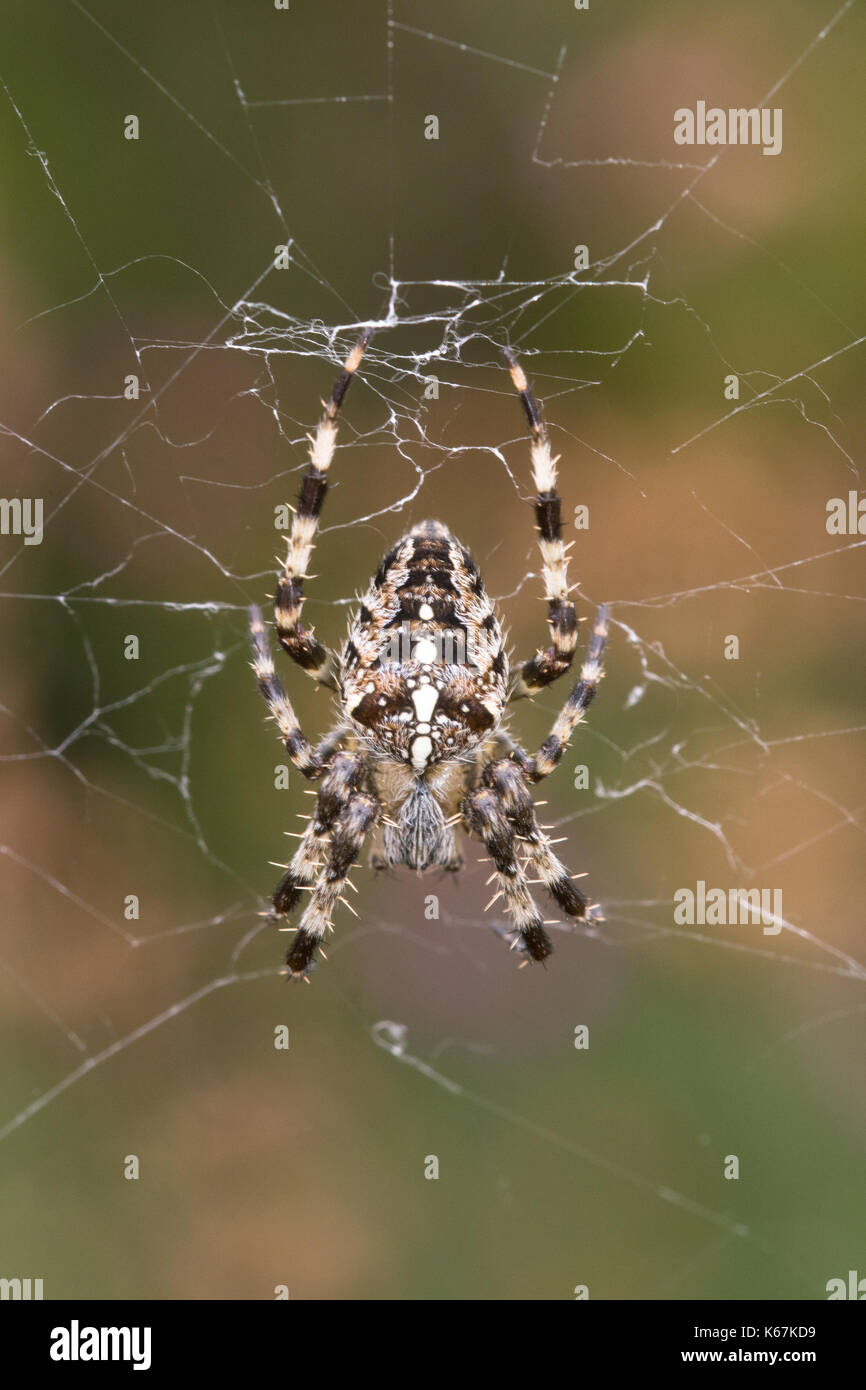 Close-up di un giardino europeo spider, anche chiamato cross spider o diadema spider (Araneus diadematus) sul web nel Surrey, Regno Unito Foto Stock