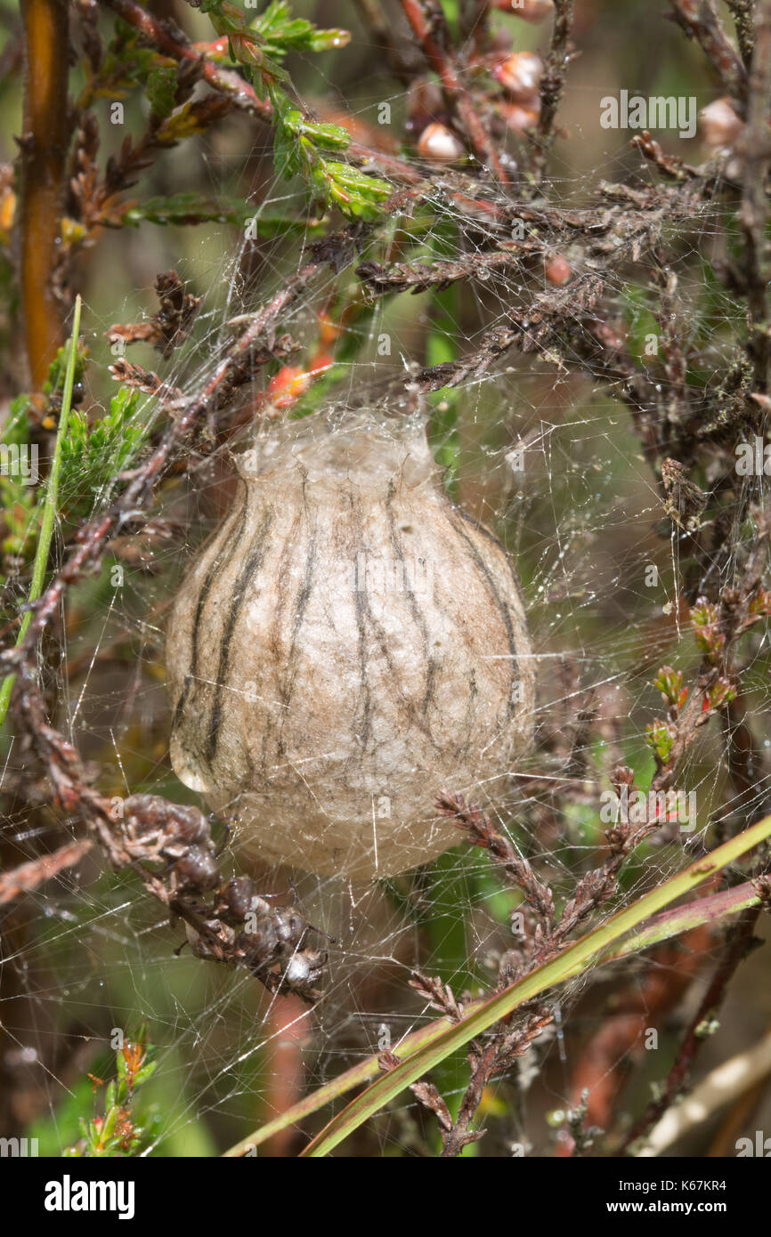 Close-up dell'uovo sac di una femmina di wasp spider (Argiope bruennichi) in Hampshire, Regno Unito Foto Stock