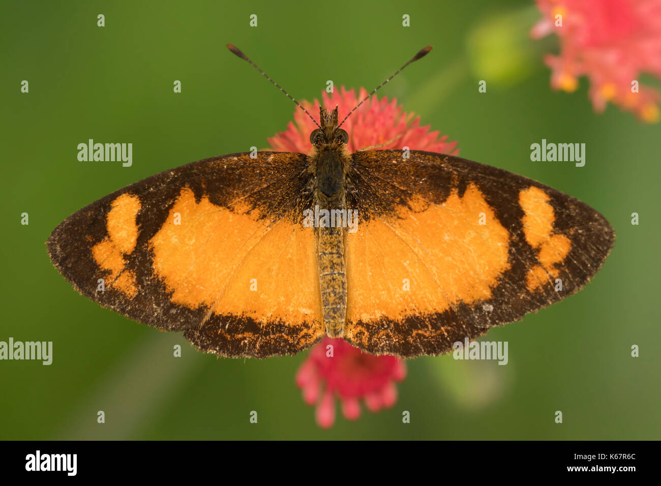 Close up dettaglio di un nero e arancione farfalla su un fiore rosso dal di sopra - orizzontale Foto Stock