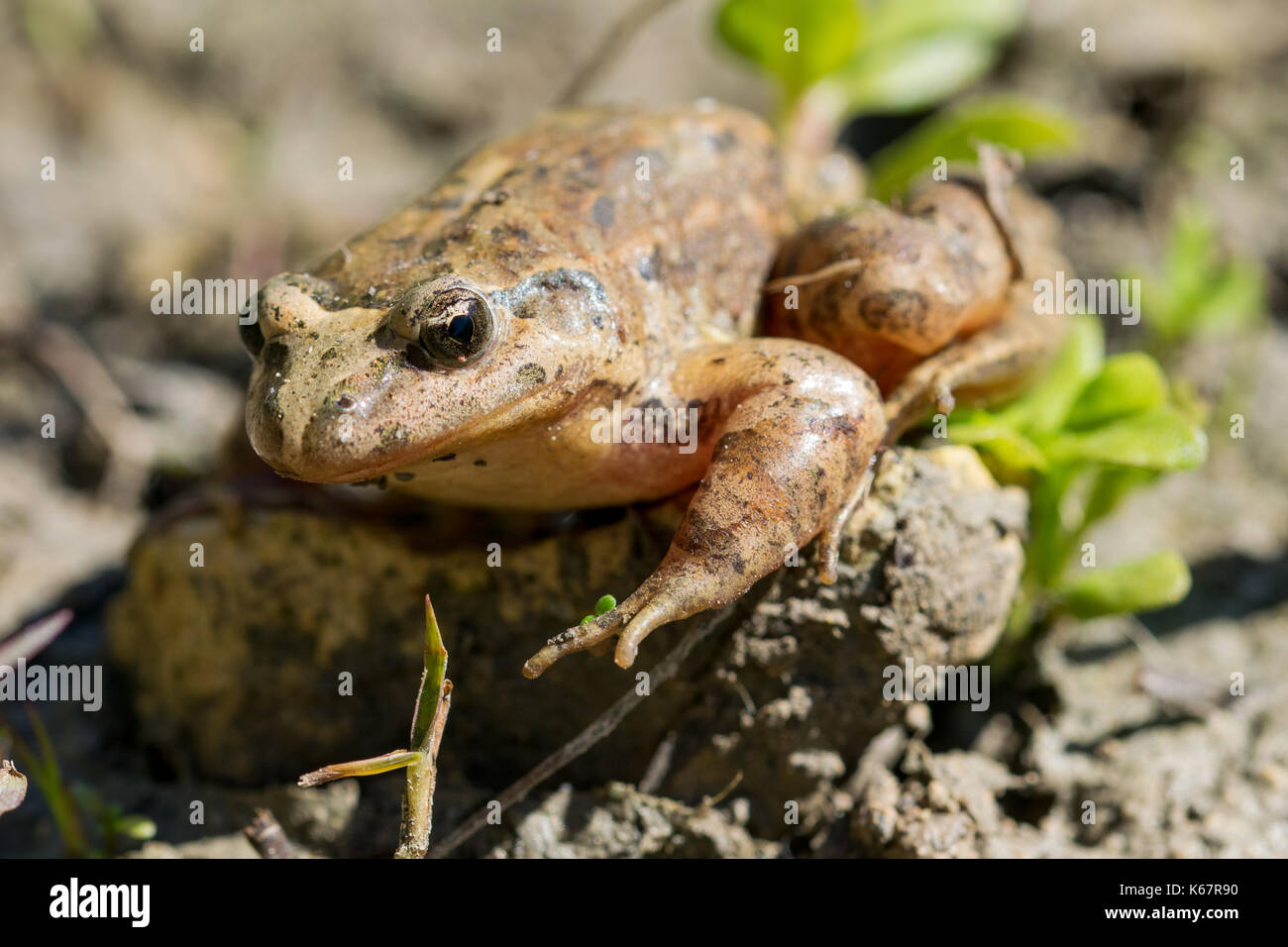 Un dipinto del Mediterraneo Rana, Discoglossus pictus, nel fango nei pressi di un laghetto di acqua in una valle Maltese, Malta Foto Stock