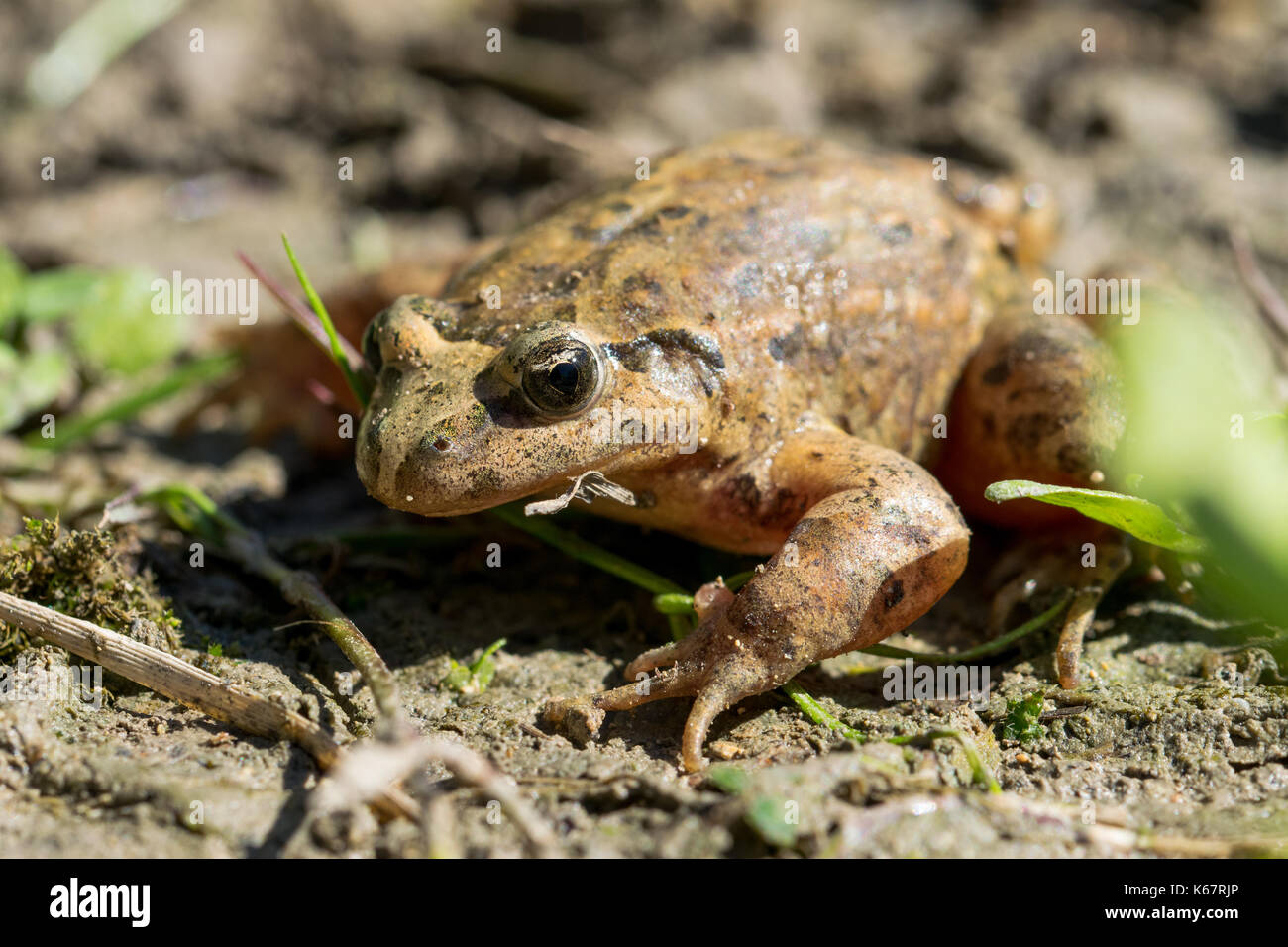 Un dipinto del Mediterraneo Rana, Discoglossus pictus, nel fango nei pressi di un laghetto di acqua in una valle Maltese, Malta Foto Stock