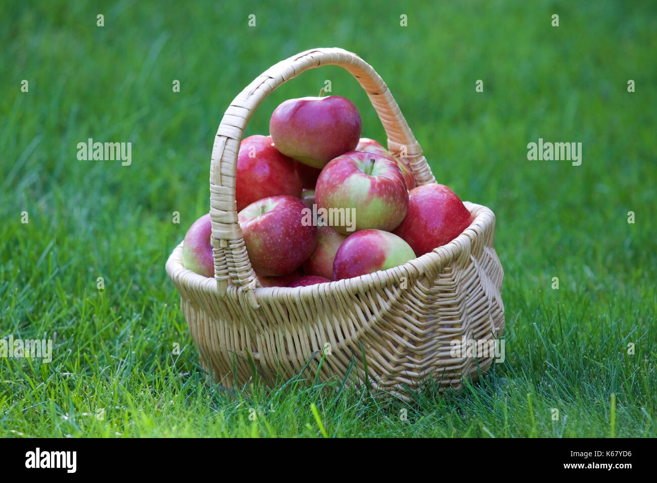 Appena raccolto le mele in un cesto Foto Stock