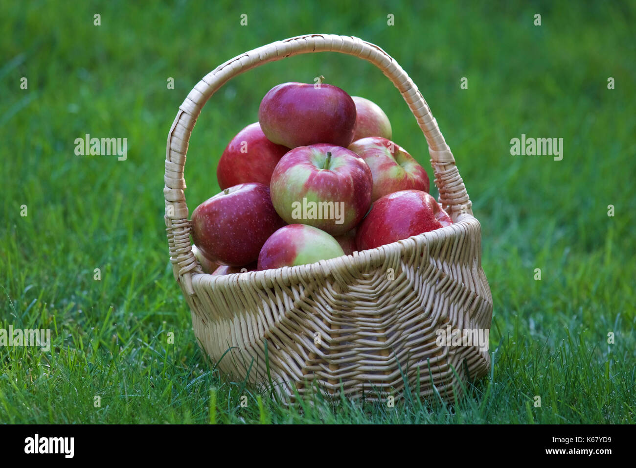 Appena raccolto le mele in un cesto Foto Stock