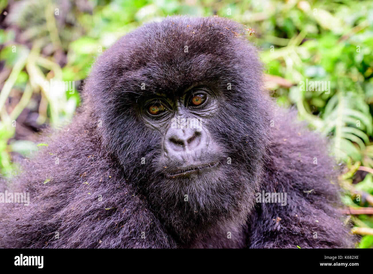 La testa e le spalle di un attenta capretti gorilla di montagna Foto Stock