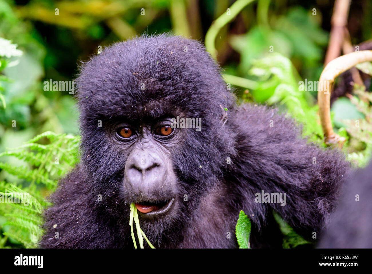 Innocenzo volto di un bambino curioso gorilla di montagna Foto Stock
