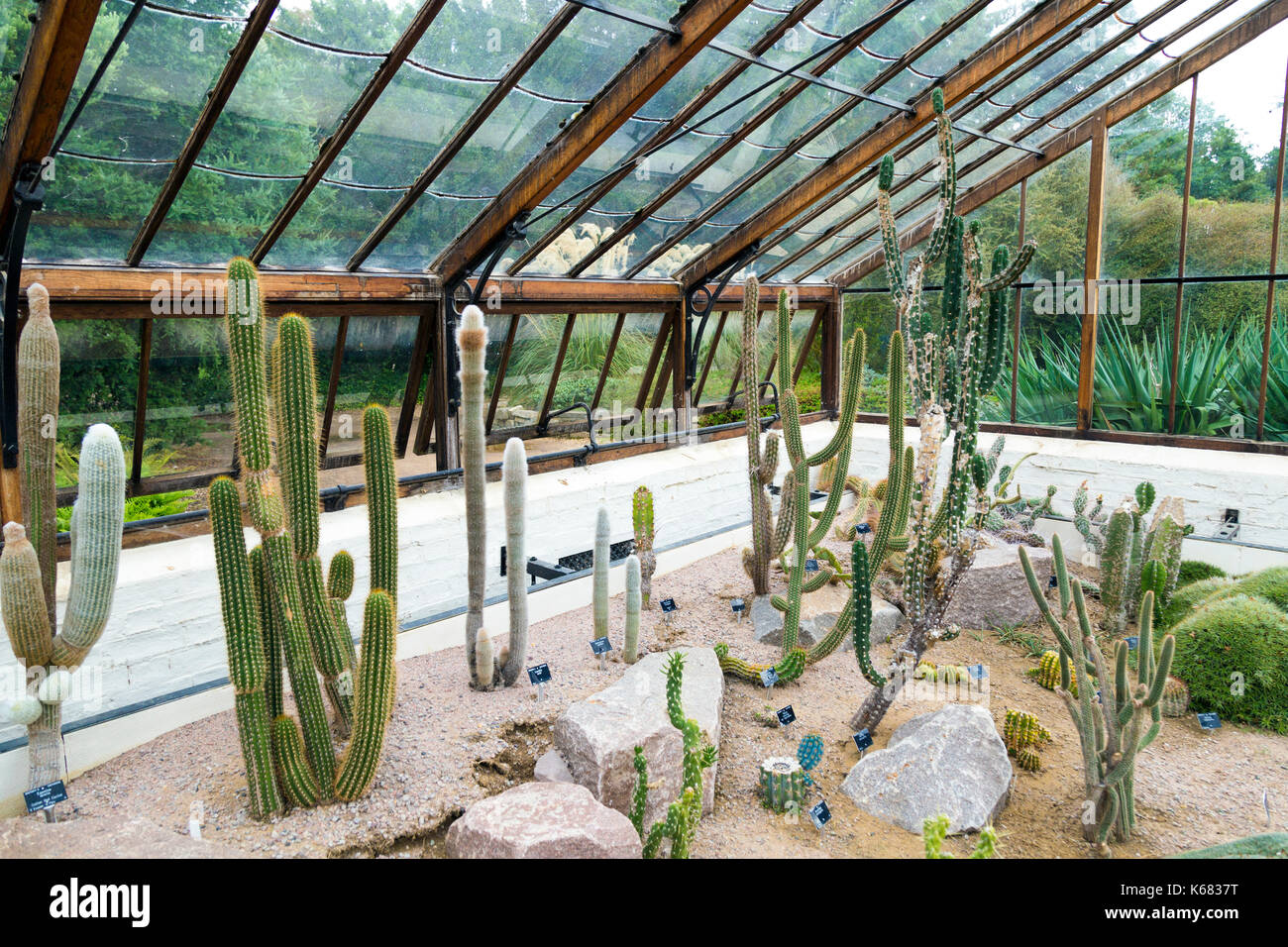 Cactus in una serra al Cambridge Botanic Gardens. Cambridge, Regno Unito Foto Stock