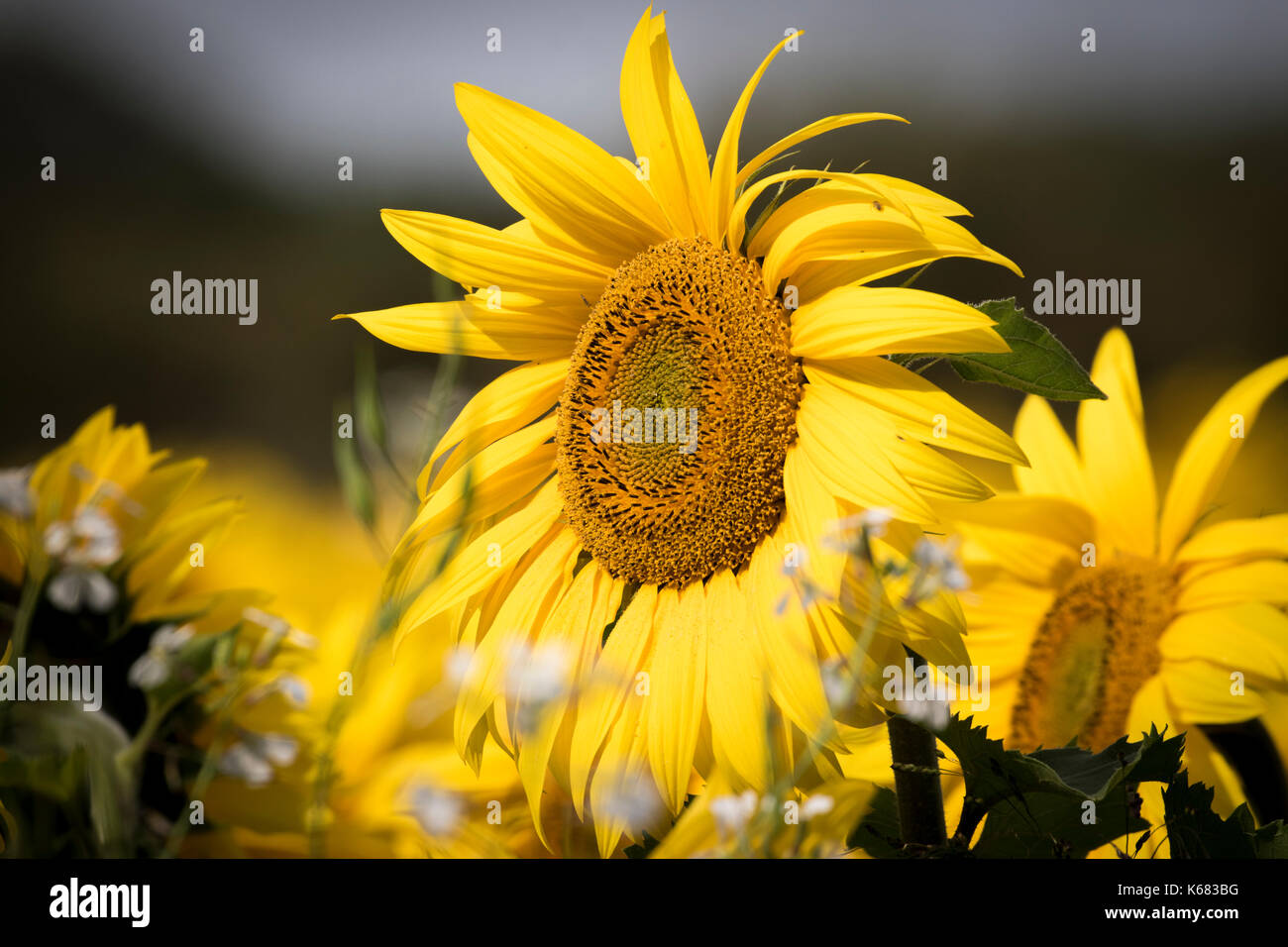 Giallo brillante, campi di girasoli. Foto Stock