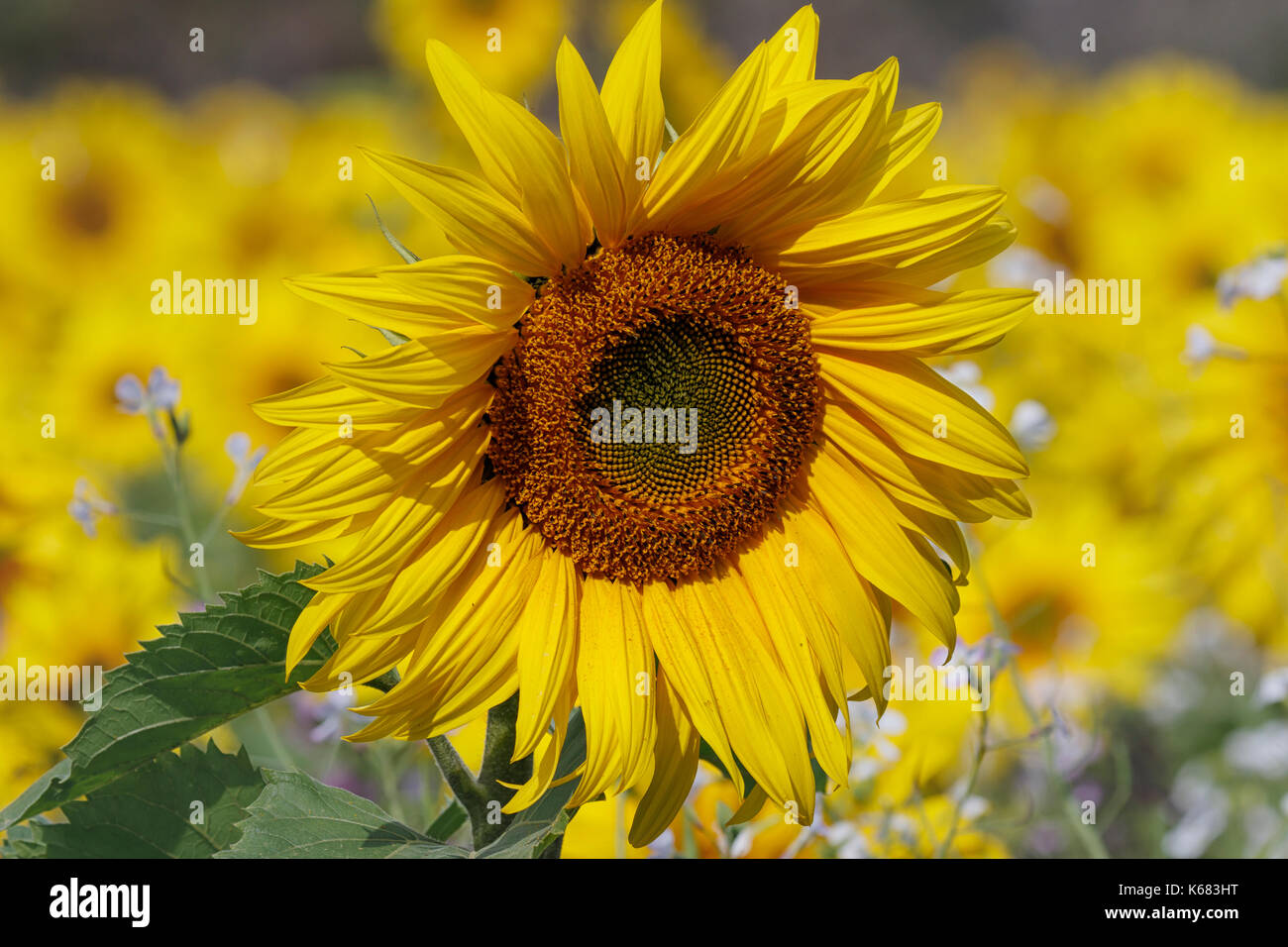 Giallo brillante, campi di girasoli. Foto Stock