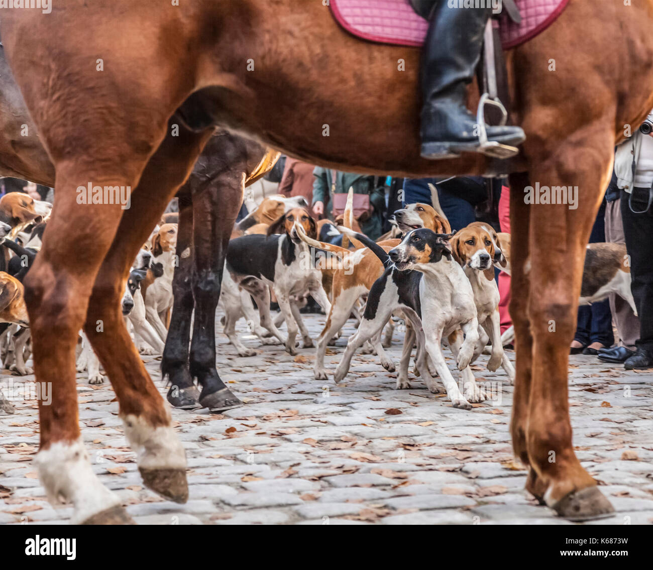 Cani da caccia in movimento incorniciata da un il domatore cavallo di gambe e corpo, durante uno spettacolo nelle zone rurali della Francia. Foto Stock