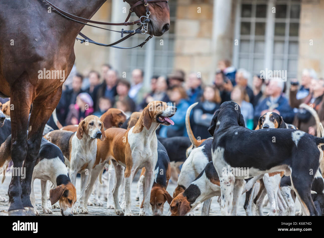 Ritratto ambientale di un hound durante un tradizionale francese hounds show. Foto Stock