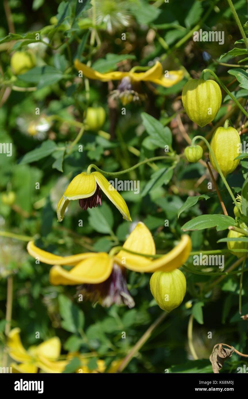 Fiore giallo clematis Foto Stock