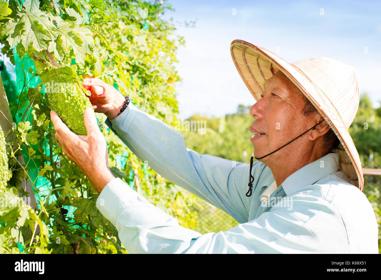 Felice senior agricoltore lavora nella fattoria di vegetali Foto Stock